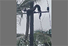 Python climbs electric pole near Ullal; electrocuted